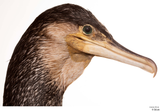 Double-crested cormorant Phalacrocorax auritus head 0009.jpg